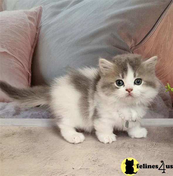 a munchkin cat sitting on a couch