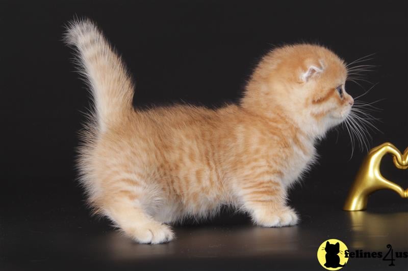 a munchkin cat with a gold ring