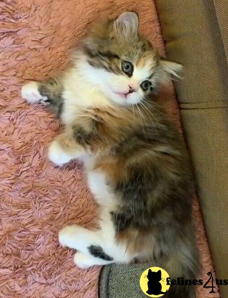 a munchkin cat standing on a table