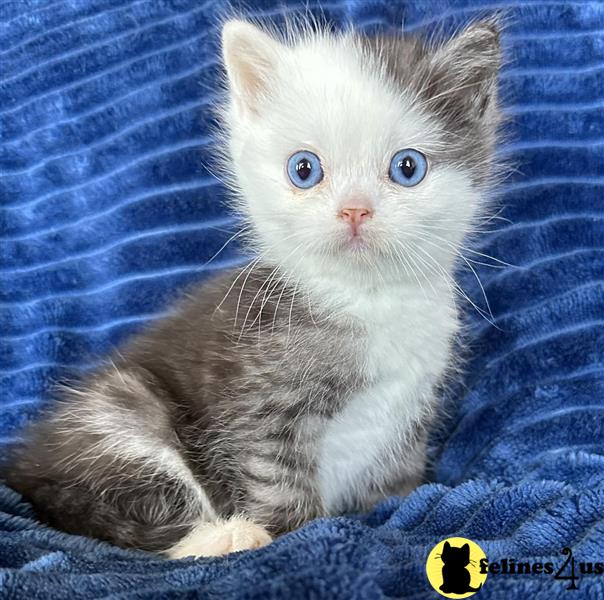 a munchkin kitten on a table