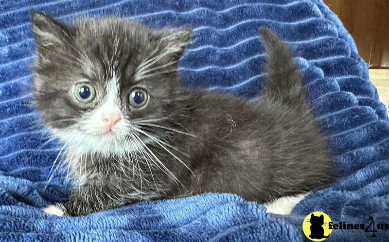 a munchkin kitten lying on a blanket