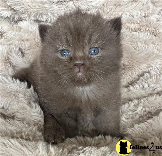 a munchkin kitten on a bed