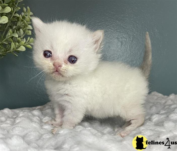 a person holding a munchkin cat