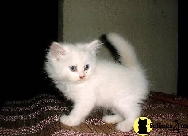 a munchkin kitten on a blanket