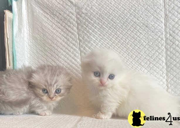 a couple of munchkin munchkin kittens in a cage