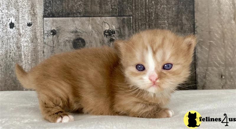 a munchkin kitten with blue eyes