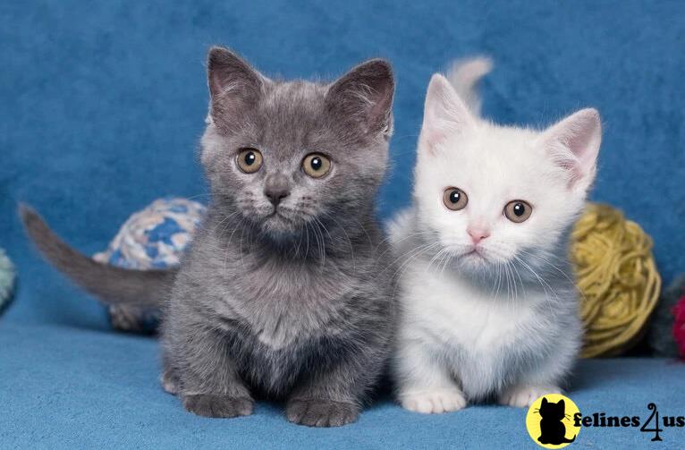 two munchkin cats sitting on a blue blanket