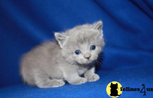 a munchkin kitten on a blue background