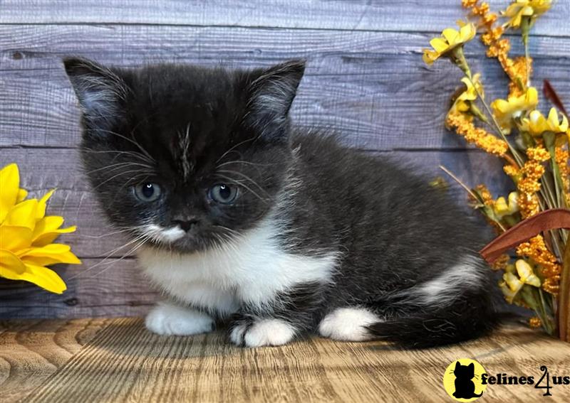 a munchkin cat with a pink background