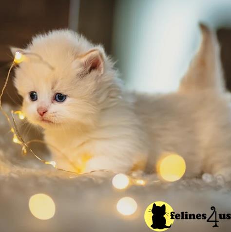 Sympathetic Munchkins kittens