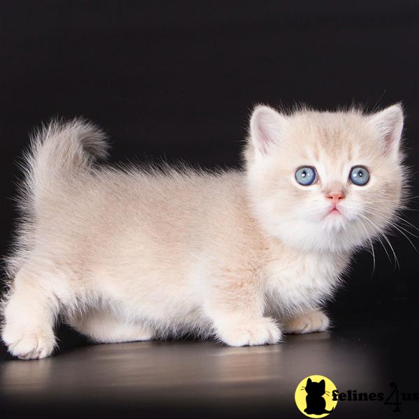 Fabulous Munchkins kittens
