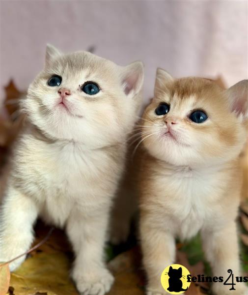 Beautiful GCCF full pedigree chunky babies