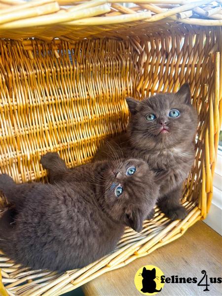 Champion Lines British Shorthair Kittens