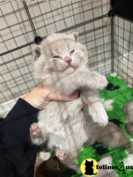 Beautiful British shorthair kittens 🐈⬛