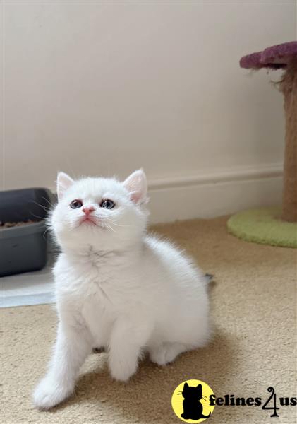 Fife Pedigree Registered British Shorthair Kittens