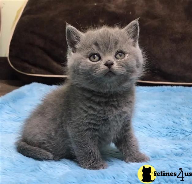 a british shorthair cat sitting on a blue surface