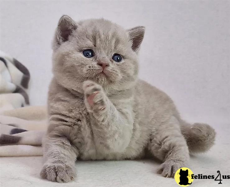 a british shorthair kitten with its paws up