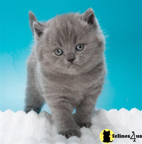 a british shorthair cat standing on snow