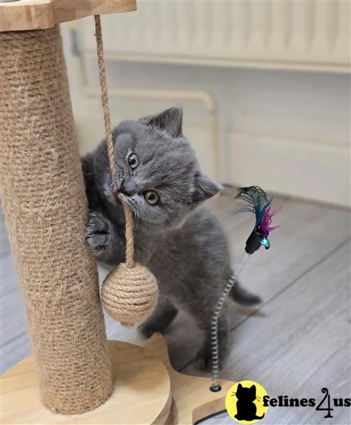 a british shorthair cat on a swing