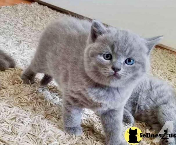 a british shorthair kitten and a british shorthair kitten