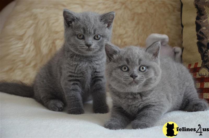 a couple of british shorthair british shorthair kittens on a blanket