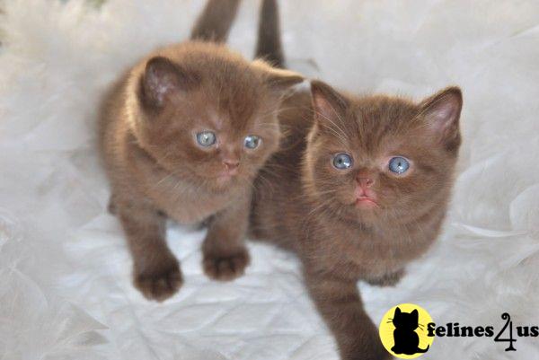 two british shorthair british shorthair kittens on a blanket