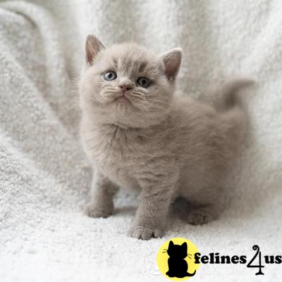 a british shorthair cat standing in the snow