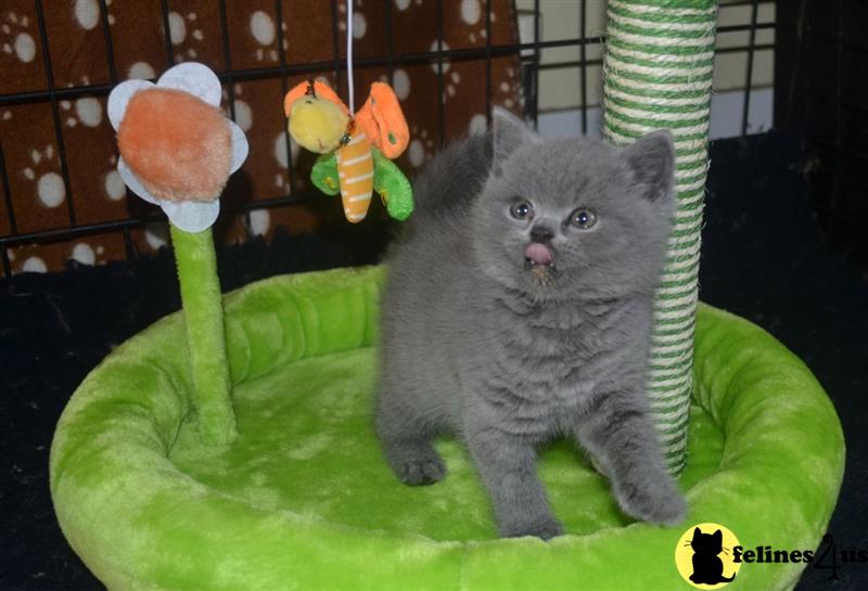 a british shorthair cat sitting on a green toy