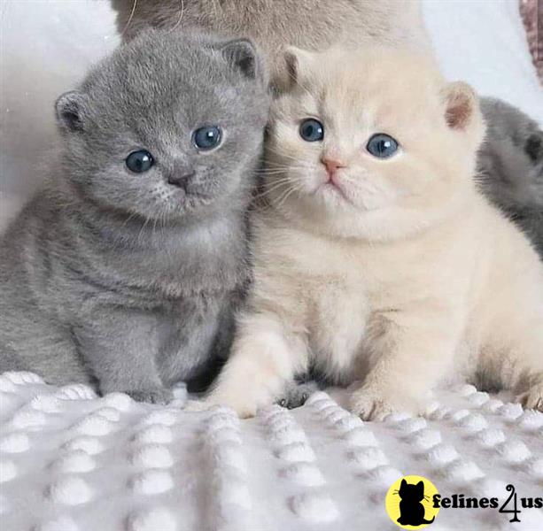 a couple of british shorthair british shorthair kittens