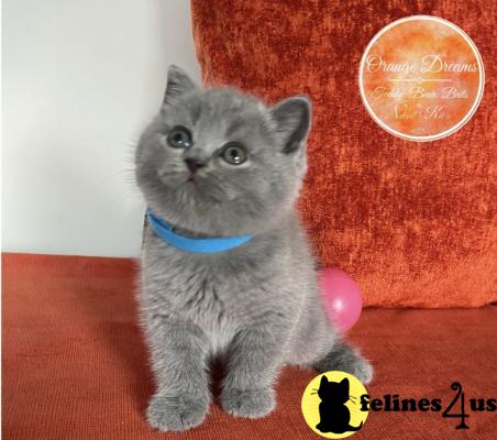 a british shorthair cat sitting on a wood floor