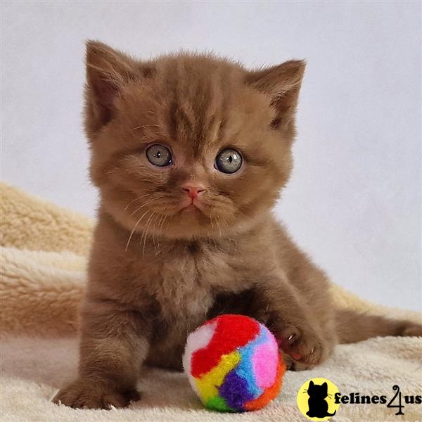 Stunning British shorthair kittens GCCF registered