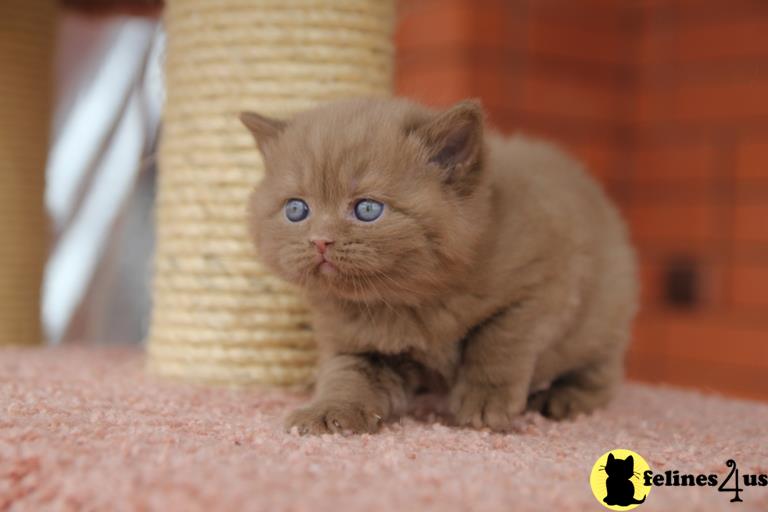 Beautiful British shorthair kittens are available. ❄️