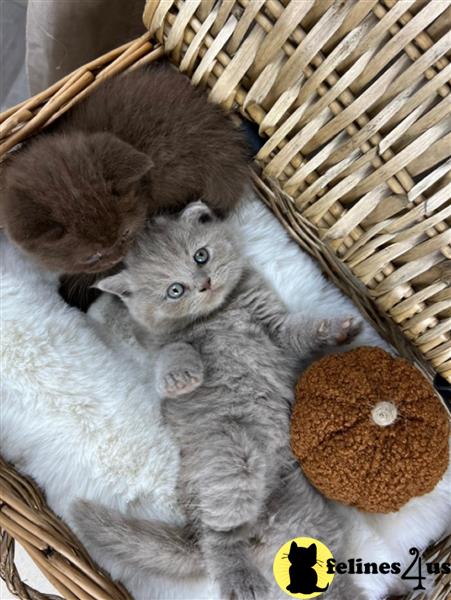 My lovely 🥰 British kittens 💗