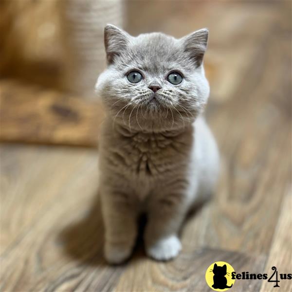 Blue British Shorthair boys