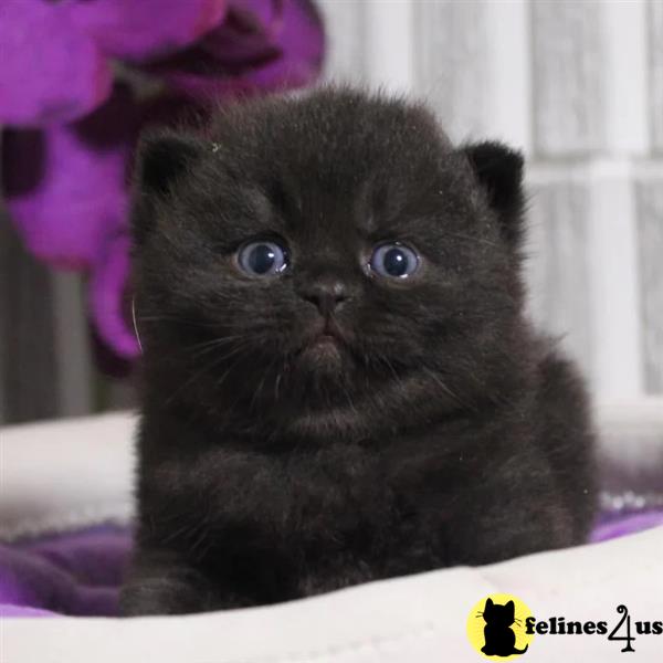 Pure British shorthair