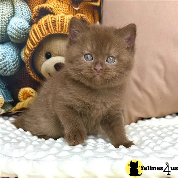 😻😻😻Champion Bloodline British Shorthair kittens