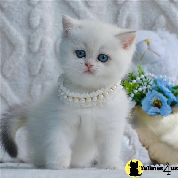 Chunky British Shorthairs