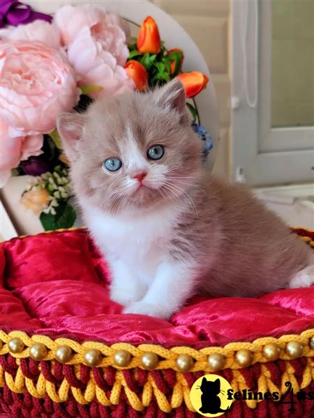 Fife Pedigree Registered British Shorthair Kittens