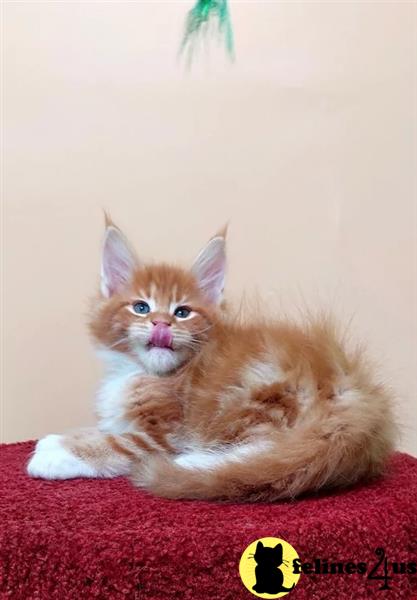 a maine coon cat with a cartoon face