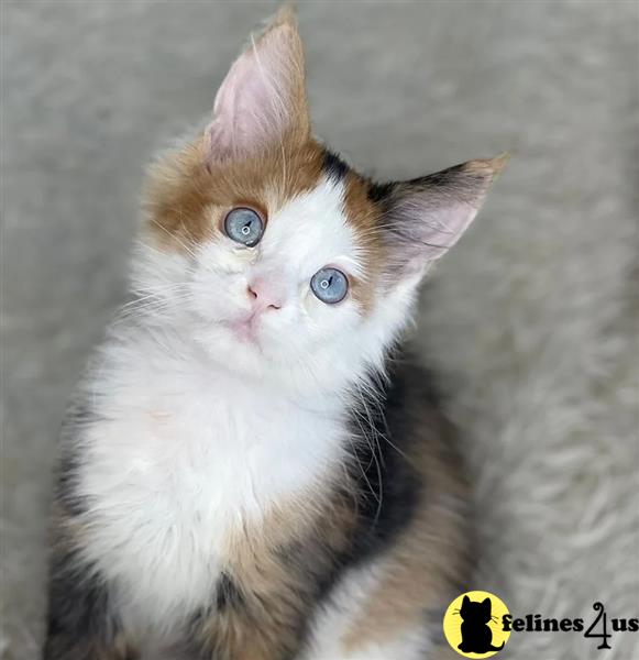 a maine coon cat with blue eyes