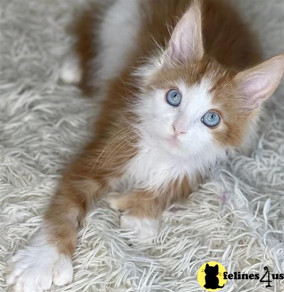 a maine coon kitten with blue eyes