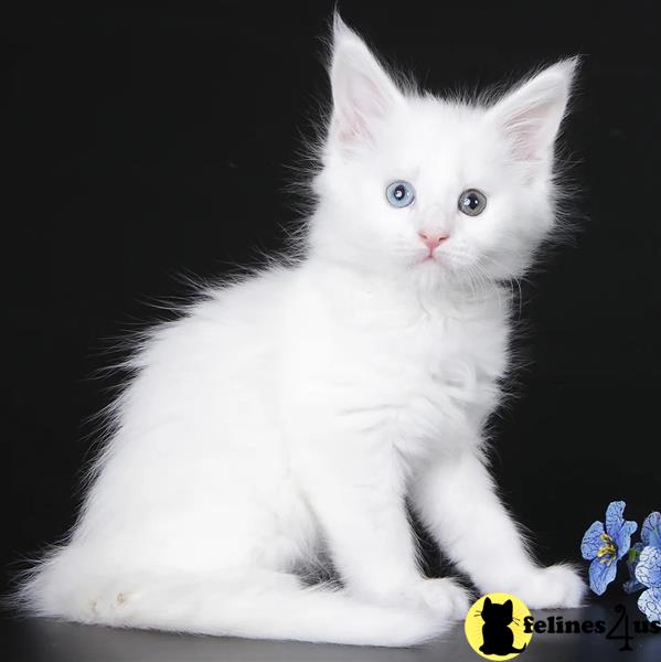 a white maine coon cat with blue eyes