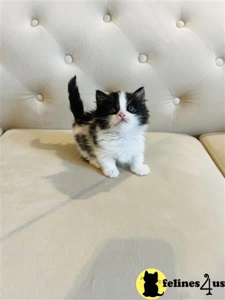 a munchkin cat sitting on a carpet