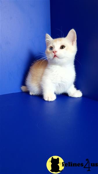 a white munchkin cat sitting on a blue surface