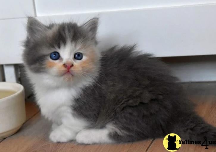 a munchkin kitten sitting on the floor