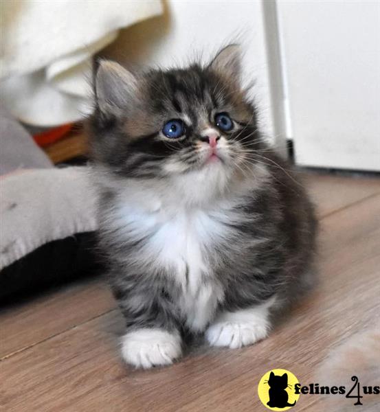 a munchkin cat sitting on a wood floor