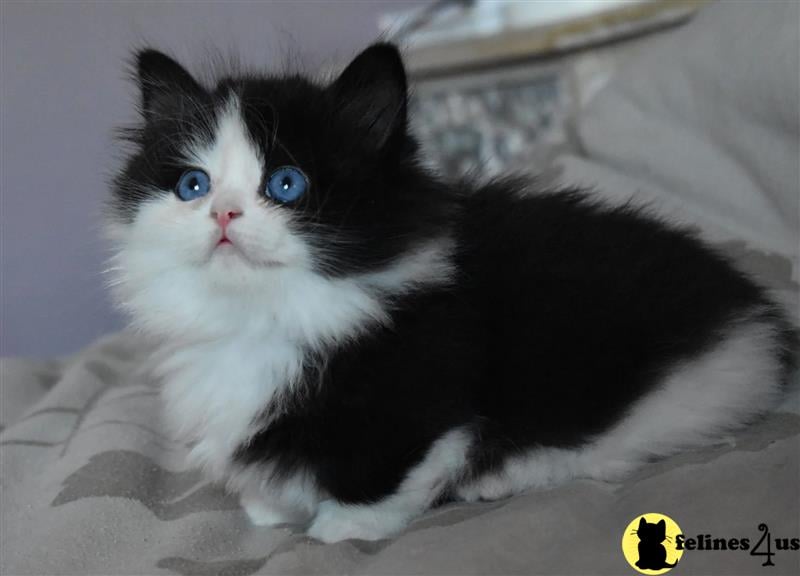 a black and white munchkin cat