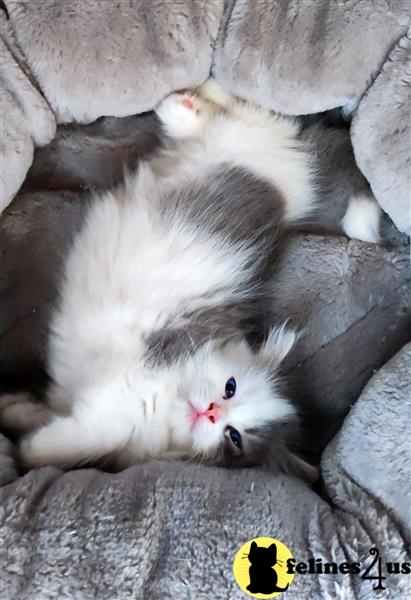 a munchkin cat lying on its back