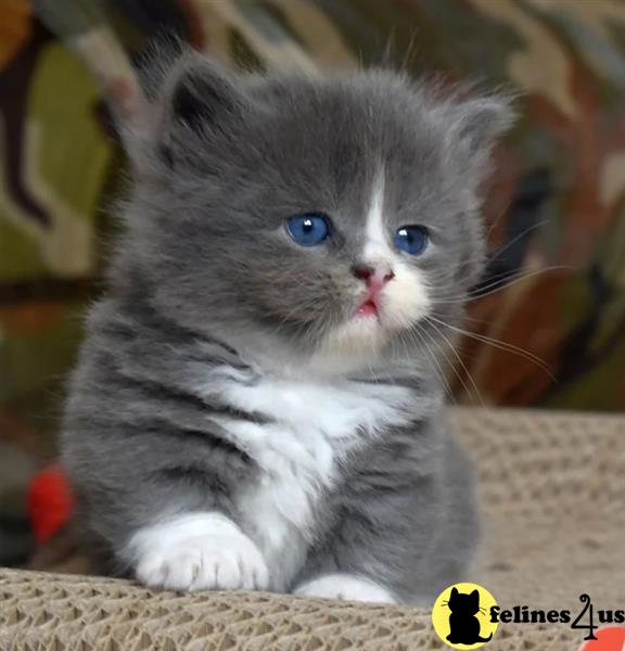 a munchkin kitten with blue eyes