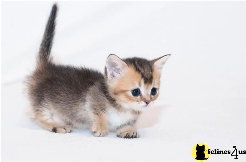 a munchkin kitten on a white background